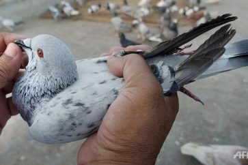 India Police Detain Pigeon with Threatening Modi Note